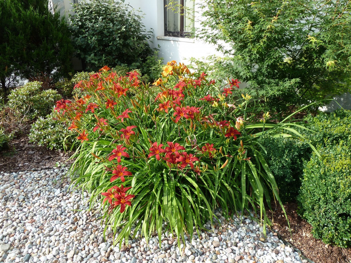 Projekty ogrodów - Ogród miejski :: JMSA - biuro architektoniczne, architekci Magdalena Ignaczak, Jacek Kunca