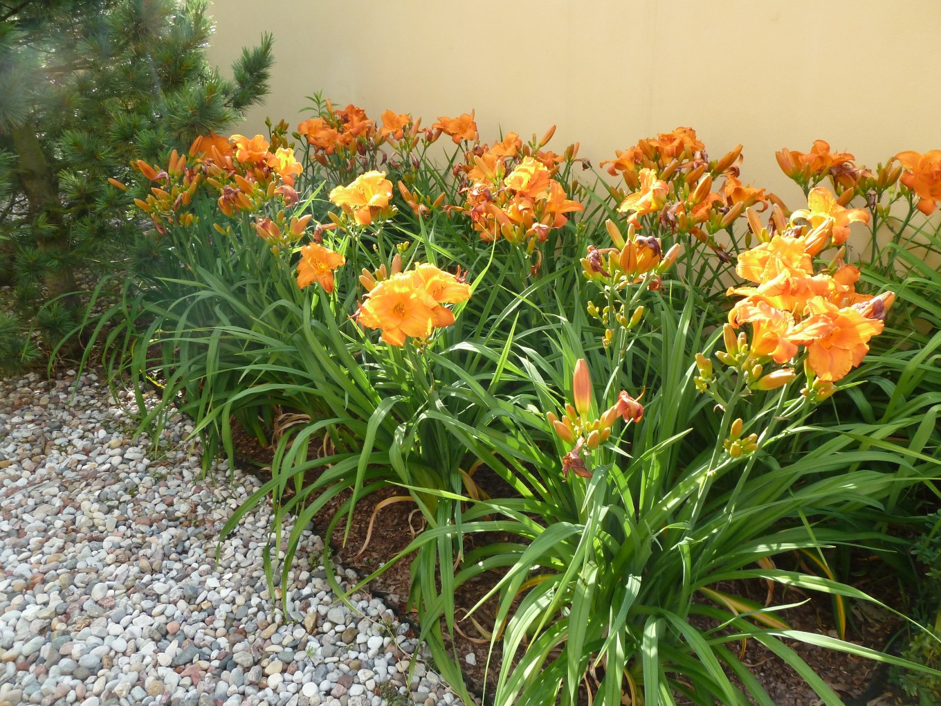 Projekty ogrodów - Ogród miejski :: JMSA - biuro architektoniczne, architekci Magdalena Ignaczak, Jacek Kunca