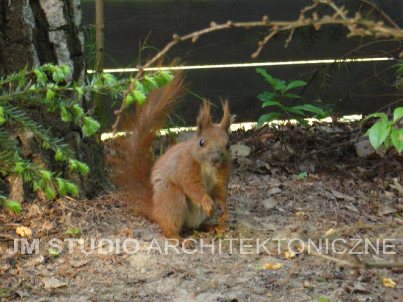 Projekty ogrodów - Ogród japoński :: JMSA - biuro architektoniczne, architekci Magdalena Ignaczak, Jacek Kunca