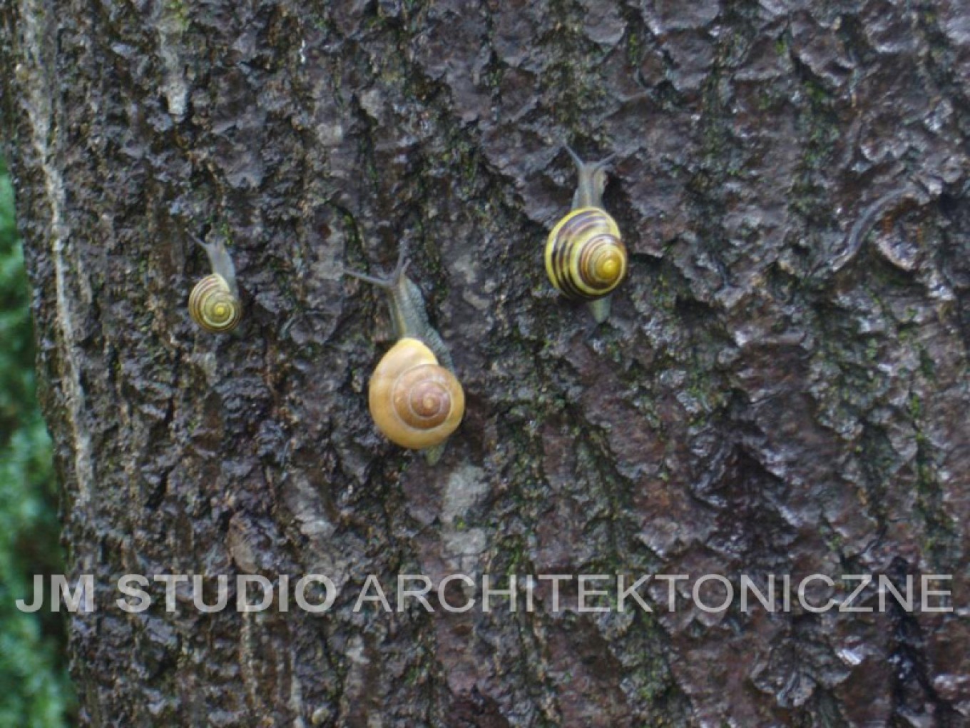 Projekty ogrodów - Ogród japoński :: JMSA - biuro architektoniczne, architekci Magdalena Ignaczak, Jacek Kunca